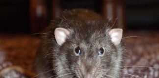 How HIV Infection Increases the Risk of Tuberculosis